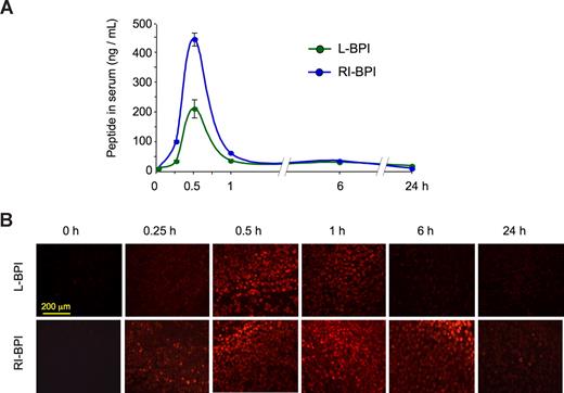 Figure 4. RI-BPI effectively distributes to lymphomas after parenteral administration. (A) The serum concentration of RI-BPIbiotin and L-BPIbiotin was determined after the intraperitoneal administration of 500 μg to mice carrying SU-DHL4 xenografts. Serum was taken at several time points (x-axis), and the concentration of biotinylated peptides was determined by chemical reaction with avidin-HRP (y-axis). (B) Histochemistry of the SU-DHL4 xenografts injected with RI-BPIbiotin and L-BPIbiotin performed at similar time points as in panel A. The presence of peptide was detected using Texas Red–avidin conjugates followed by fluorescence microscopy. Slides were mounted with permanent mounting medium (Vectashield Hard set; Vector Laboratories, Burlingame, CA) to prevent photobleaching. Slides were viewed with a fluorescent microscope (AxioSkop 2; Carl Zeiss, Jena, Germany) using a Plan-neofluar lens at a 10×/0.50 air objective and a 25×/0.80 oil objective. Images were acquired using a color camera (AxioCam; Carl Zeiss), and were processed using Axiovision software (Carl Zeiss).