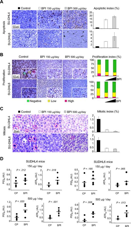 Figure 7. RI-BPI inhibits BCL6 transcriptional repression and induces DLBCL apoptosis in vivo. (A) Representative images from SU-DHL4 and SU-DHL6 mice tumors after being treated with control peptide (first column), RI-BPI 150 μg/day (second column), or RI-BPI 500 μg/day (third column), and assayed for apoptosis by TUNEL. The plot on the far right represents the apoptotic index (apoptotic cells over total cells) with the percentage of apoptotic cells in the y-axis for pooled control peptide doses (■), RI-BPI 150 μg/day (□), and RI-BPI 500 μg/day () in the x-axis. (B) The same tumors as in panel A were assayed for proliferation by proliferating cell nuclear antigen immunostaining. Nuclei were classified as negative, low-intensity positive, and high-intensity positive as shown in the inset (digital zoom) of the SUDHL4 control tumor, by green, yellow, or red circles, respectively. The plot on the far right represents the proliferation index (using the same color coding for negative and positive cells) with the percentage of proliferating and nonproliferating cells in the y-axis for pooled control peptide samples (first stacking column), RI-BPI 150 μg/day (second stacking column), and RI-BPI 500 μg/day (third stacking column). (C) The same tumors were examined for the presence of mitotic cells. The plot on the far right represents the mitotic index (mitotic cells over total cells) with the percentage of mitotic cells in the y-axis in pooled control peptide samples (■), RI-BPI 150 μg/day (□), and RI-BPI 500 μg/day (). (A-C) Slides were mounted with permanent mounting medium (Vectamount; Vector Laboratories). Slides were viewed with a light microscope (AxioSkop 2; Carl Zeiss) using a Plan-neofluar lens at a 10×/0.50 air objective, a 25×/0.80 oil objective, a 40×/0.90 oil objective, and a 100×/1.30 oil objective. Images were acquired using a color camera (AxioCam; Carl Zeiss), processed using Axiovision software (Carl Zeiss), and scored using ImageJ software (National Institutes of Health, Bethesda, MD). (D) The mRNA abundance of TP53 and ATR was determined in the same tumors by quantitative RT-PCR. The y-axis represents the normalized amount of mRNA in arbitrary units as measured by the relative standard curve method.