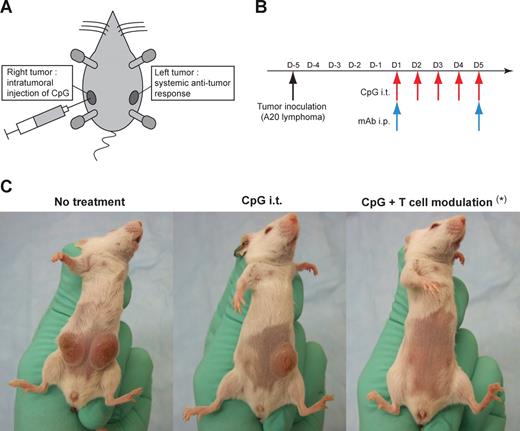 Figure 1. Experimental model and treatment administration. (A) The 2-tumor site model. BALB/c mice were inoculated subcutaneously with 5 × 106 A20 tumor cells at 2 different sites: right and left abdomen. Intratumoral injections of CpG were performed in the right tumor while the left tumor served for evaluation of the systemic antitumor immune response. (B) Schema of treatment. Treatment started 5 to 7 days after tumor inoculation when the tumors reached 0.5 cm to 0.7 cm in largest diameter. Mice then received daily injections of intratumoral CpG over 5 days (100 μg per injection, red arrows) and 2 intraperitoneal injections of mAbs used for T-cell modulation (anti-OX40, anti-CTLA4, anti-GITR, anti-FR4) on the first and last day of treatment (blue arrows). (C) CpG effect on the injected (right) and noninjected (left) tumors. In mice bearing 2 tumors, intratumoral injections of CpG induced regression of the injected (right) tumor, but failed to cure the distant (left) tumor, unless combined with effective T-cell modulation (*anti-OX40 + anti-CTLA4 mAbs were used in this example for T-cell modulation). All tumor curves presented in the following figures will show tumor growth at the left (non-CpG injected) site, which reflects the systemic antitumor effect of the immunotherapy.