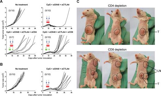 Figure 6. CD4 and CD8 T cells are required for CpG + anti-OX40 + anti-CTLA4 therapeutic effect. (A) Using the 2-tumor site model, mice received either no treatment or CpG + anti-OX40 + anti-CTLA4, with or without CD4 or CD8 depletion. CpG (red arrows) and anti-OX40 + anti-CTLA4 mAb (blue arrows) were administered as previously. CD4 and CD8 depletion (green arrows) was performed by intraperitoneal injections of ascitic fluid containing 0.5 mg of either anti-CD4 mAb (GK1.5 hybridoma) or anti-CD8 mAb (2.43 hybridoma) on days −2, −1, 1, and 5 from start of treatment. Depletion of CD4 and CD8 T cells was confirmed by flow cytometry on peripheral blood. Growth curves represent the total tumor volume (with exception of the right, CpG-injected tumor) expressed as the sum of the surface of the left tumor and all superficial metastatic lymph nodes when present. Numbers indicate the ratio of tumor-free mice at day 100. (B) Alternatively, BALB/c CD8 KO mice bearing 2 tumors received either no treatment or CpG + anti-OX40 + anti-CTLA4 as previously described. Numbers indicate the ratio of tumor-free mice at day 100. (C) Cancer growth was strikingly different between CD4- and CD8-depleted mice after treatment: tumor cells rapidly disseminated to the lymph nodes (LNs) in CD8-depleted mice whereas they remained confined to the primary tumor site (T) in the CD4-depleted mice. Photographs show 3 representative mice from each group.