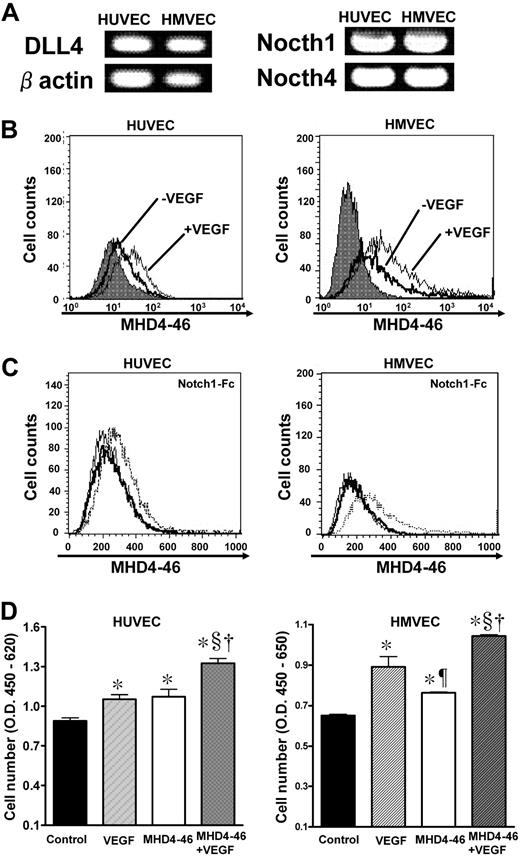 Figure 4. DLL4 blockade facilitated proliferation of HUVECs in vitro. (A) Expression of DLL4, Notch1, and Notch4 in HUVECs and HMVECs was examined by RT-PCR. (B) The change of DLL4 expression was examined before or after VEGF stimulation by flow cytometry. The gray histogram shows the background staining with control mouse IgG1. (C) The dotted histogram shows the binding of Notch1-Fc after preincubation of the indicated cells with control IgG. The bold histogram shows the binding of Notch1-Fc after preincubation of the indicated cells with MHD4-46. Thin histogram shows the background staining. (D) HUVECs and HMVECs were treated with VEGF, MHD4-46, or both, and proliferation was determined by WST assay. The values represent mean plus or minus SE of triplicate wells repeated twice. *P < .05 versus control, ¶ and §P < .05 versus VEGF, †P < .05 versus MHD4-46 by 1-way ANOVA with Fisher least-significant-difference test.