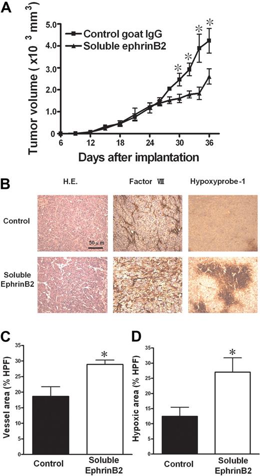 Figure 7. Effect of soluble ephrinB2 on tumor growth. (A) A soluble form of ephrinB2 (ephrinB2-Fc) inhibited subcutaneous tumor growth in a mouse tumor models with KLN205. (B) Hematoxylin and eosin (H.E.) staining and immunohistologic staining for factor VIII–related antigen and for hypoxia (hypoxyprobe-1 kit). (C,D) The quantitative analyses of histologic data. The factor VIII–positive vessel area (C) and hypoxic area (D) were measured, and the percentages of the area in HPF (×100) were compared. Data are mean plus or minus SE (n = 7 per group). *P < .05 versus control by Student unpaired t test.