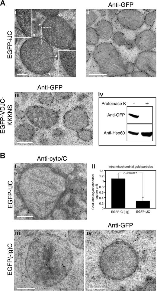Figure 2. iJC-TCRβ localizes to the mitochondrial outer membrane and induces cytochrome c release from mitochondria. (A) COS-7 cells were transfected with either EGFP-iJC (i,ii) or EGFP-VDJC-KKKNS (iii), and 24 hours later they were fixed using the high-powered fields (HPF) method for TEM. The cells were either left unstained (i) or stained by anti-GFP (ii,iii) followed by goat anti–rabbit antibodies coupled to 10-nm gold particles. Arrowheads indicate the thickening of the mitochondrial membrane in transfected cells, which is shown at higher magnification in the top left insert. The insert at the bottom right corner of Ai shows a normal double mitochondrial membrane negatively stained. (iv) 293T cells were transfected with EGFP-iJC, and 24 hours later mitochondria were isolated. Mitochondria were then either treated with proteinase K or left untreated. Proteins were extracted, separated by SDS-PAGE, and blotted with anti-GFP stripped and reblotted with anti-Hsp60. (B) COS-7 cells were transfected with either EGFP-iJC (i) or EGFP(-Ig)C (iii,iv) and 24 hours later were fixed using the HPF method. The cells were than stained by either anti–cytochrome c (i,iii) or anti-GFP antibodies (iv) followed by goat anti–rabbit IgG coupled to 10-nm gold particles. Each of the images in subpanels i, iii, and iv shows a representative mitochondria. The amount of intramitochondrial gold particles in a square U of mitochondria was compared between 13 cells that were transfected with either EGFP-iJC or EGFP(-Ig)C, and the results are represented as a graph (Biib). Bar, 0.5 μM.