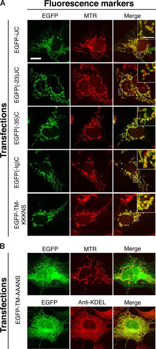 Figure 3. The TMD of iJC-TCRβ and the residues downstream to it are sufficient to target EGFP to mitochondria. COS-7 cells were transfected with the indicated constructs, and 24 hours later they were either incubated with MTR for 30 minutes or stained with anti-KDEL followed by anti–mouse Cy3 antibodies. The left column shows EGFP images, whereas the middle column shows the MTR or KDEL signal. The right column is the merge of the EGFP and MTR or KDEL signal. Fluorescent images were taken by confocal microscopy. All the constructs shown in panel A encode peptides that target the mitochondrion whereas panel B shows lack of such localization by a mutant lacking charged amino acids. The different constructs are described in Figure 1A. Bar, 10 μM.