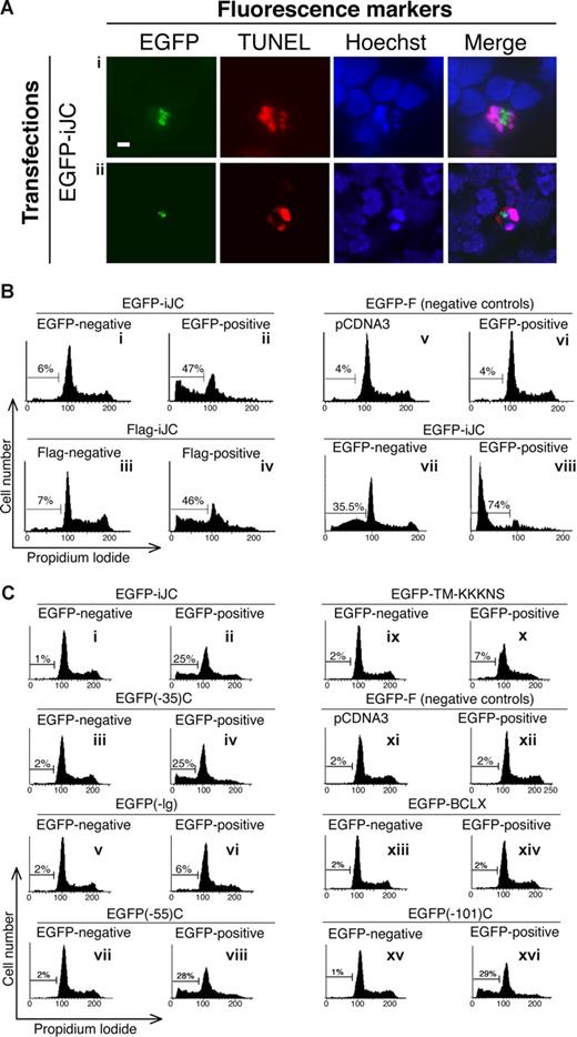 Figure 4. iJC-TCRβ induces apoptotic cell death in both non-T and T cells that is regulated by its Ig domain. (A) S49.1 T cells (i) or thymocytes from TCRβ-deficient mice (ii) were transfected with EGFP-iJC (green) and 5 hours or 7 hours later, respectively, were labeled by the TUNEL method (rhodamine staining) and counterstained with Hoechst for nuclear staining. The merge panels show colocalization of the Hoechst and the TUNEL signals. All pictures were taken by fluorescence microscopy (100× oil-immersion objectives). (B,C) 293 cells (Bi-vi,Ci-xvi) or Jurkat cells (Bvii,viii) were transfected with the indicated constructs. At 48 hours (293) or 11 hours (Jurkat) after transfection, the cells were fixed, and those transfected with Flag-iJC were stained with anti-Flag antibody, a biotin-conjugated anti–mouse antibody, and a streptavidin Oregon Green 488 conjugate. All cells were stained with propidium iodide and analyzed for their cell-cycle distribution. EGFP-negative or Flag-negative cells are the cell populations that remained untransfected in each experiment; EGFP-positive or Flag-positive cells are the transfected cell populations; cells transfected with empty vectors are pCDNA3 (Bv,Cxi) and pEGFP-F (Bvi,Cxii). Bar, 5 μM.