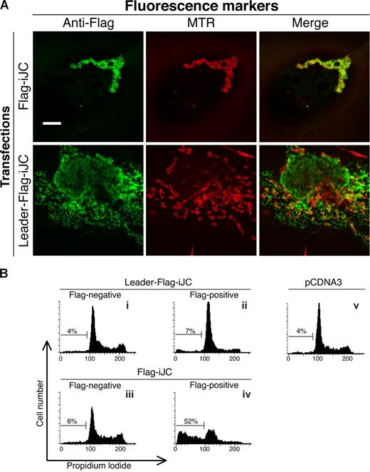 Figure 5. Mitochondrial localization of iJC-TCRβ is essential for its ability to induce apoptosis. (A) COS-7 cells were transfected with the indicated constructs and 24 hours after transfection were stained with mouse anti-Flag antibodies followed by Alexa 488–conjugated anti–mouse antibodies. All cells were counterstained with MTR for mitochondrial detection, as indicated. Fluorescent images were taken by confocal microscopy. (B) 293 cells were transfected with the indicated constructs. At 48 hours after transfection cells were subjected to a flow cytometry cell-cycle analysis. Cells transfected with an empty pCDNA3 vector are shown (v) as indicated. Constructs are described in Figure 1A. Bar, 10 μM.