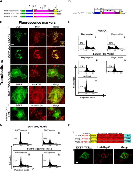 Figure 6. Rearranged TCRβ, harboring a complete V region and lacking the leader sequence, localizes to the mitochondrion and induces apoptosis. (A) Schematic presentation of the different constructs of a rearranged TCRβ (B) COS-7 cells were transfected with the indicated VDJC-TCRβ constructs and 24 hours later were either incubated with MTR for 30 minutes or stained with either anti-KDEL or anti-Hsp60 followed by anti–mouse Cy3 antibodies. The left column shows EGFP images, whereas the middle column shows the MTR or KDEL signal (i) or anti-Hsp60 (ii). The right column is the merge of the EGFP and MTR, KDEL or Hsp60 signal. Fluorescent images were taken by confocal microscopy (i) or fluorescence microscopy (100× oil-immersion objectives) (ii). Bar, 10 μM. (C) 293 cells were transfected with the indicated constructs and 48 hours after transfection were subjected to a flow cytometry cell-cycle analysis. Cells transfected with empty vector are pEGFP-F (Civ). (D) Schematic presentation of Leader-Flag-VDJC. (E) 293 cells were transfected with the indicated constructs. At 48 hours after transfection cells were subjected to a flow cytometric cell-cycle analysis. Cells transfected with an empty pCDNA3 vector are shown (Ev) as indicated. (F) The most COOH-terminal residues of mouse TCRα, β1, and β2 are shown. The positively charged residues adjacent to the putative TMD are marked in red (i). COS-7 cells were transfected with ECFP-TCRα and 24 hours later were stained with anti-Hsp60 antibody followed by a Cy3-conjugated secondary antibody (red) (ii). Fluorescent images were taken by fluorescence microscopy (100× oil-immersion objectives). Bar, 10 μM.