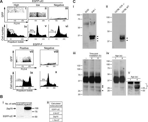Figure 7. Evidence for the physiologic role of incomplete forms of TCRβ in thymocytes. (A) 293 cells were transfected with the indicated constructs. At 48 hours after transfection the cells were fixed and stained with propidium iodide. Cells were than separated by analysis to different populations according to their GFP expression (i-iii,vii,viii). Each population was then further analyzed for its cell-cycle distribution. (B) Twenty-four hours after transfection with Zap70-YFP or EGFP-iJC, the protein extracts of Jurkat cells were loaded onto 10% SDS-PAGE gels. Immunoblot analyses were preformed with anti-Zap70 antibody and after stripping with anti-GFP (i). The 2 lanes shown were cut from the same blot. The calculated molecule/cell numbers of the rZap70-YFP or EGFP-iJC proteins are displayed in the table (ii). (C) The cell lines (S49.1 or SCID, 5 × 107 cells/sample) (i) or thymocytes (WT and TCR−/−, 2 × 108 cells/sample) (ii) were lysed, and TCRβ was immunoprecipitated by beads cross-linked to anti-TCRβ antibodies. Samples were separated on SDS-PAGE and probed with anti-TCRβ antibodies. The lack of corresponding bands in lymphocytes from SCID and TCR−/− cells show the specificity of the antibodies. Analysis of extracts from thymocytes from either untreated mice, cells from mice irradiated at 6 Gy (iii) or thymocytes at 1 or 4 weeks of age (iv) shows the presence of low-molecular-weight forms reactive with the antibody. The blot was cut (dotted line) and redeveloped to allow intensification of the lower molecular-weight bands (v). Peptides were isolated.