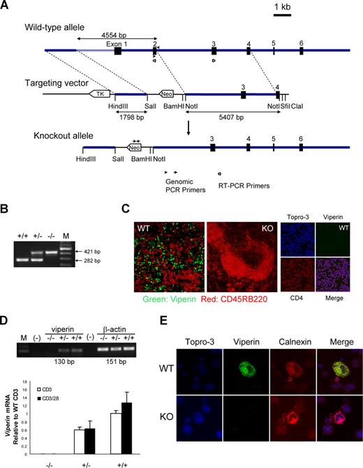 Figure 1. Generation of viperin-deficient mice. (A) Diagram shows the wild-type allele (WT), the targeting vector, and the mutated allele. ■ represents exons 1 through 6. Neomycin (neo) and thymidine kinase (tk) are shown as open arrows that indicate the direction of transcription. (B) PCR genotyping of a litter born to a viperin heterozygous intercross is shown. M indicates 100-bp DNA ladder. (C) Immunofluoresence staining for viperin (green) with CD45RB220 (red) in spleens of wild-type (WT) and knockout (KO) mice, and with CD4 (red) in freshly isolated CD4+ T cells. (D) RT-PCR analysis in enriched splenic CD4+ T cells after treatment with anti-CD3 with or without anti-CD28 for 72 hours. Results are represented as transcript abundance relative to anti-CD3–treated wild-type T cells. The data shown are representative of 5 independent experiments, and error bars are the SD of transcript values. (E) Detection of viperin induction (green) with immunofluorescence staining in stimulated CD4+ T cells, which was costained with anti-calnexin (red) for ER localization and counterstained with Topro-3 (purple). Images in panels C and E were captured with an LSM 510 Meta confocal microscope (Zeiss, Jena, Germany) equipped with 40×/0.75 NA and 100×/1.3 NA oil Plan-Neoflour objective lenses.