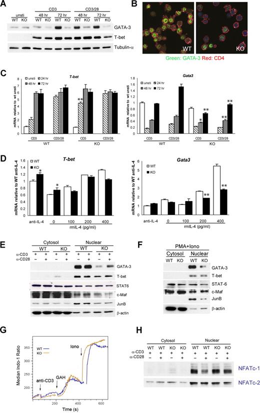 Figure 5. Viperin is required for optimal GATA3 induction. (A) Total-cell lysates were prepared from activated CD4+ T cells and blotted with anti–GATA-3 and anti–T-bet. Tubulin-α was used as a loading control. (B) Immunofluorescence staining of GATA-3 (green) and CD4 (red) in stimulated T cells, counterstained with Topro-3 (purple). (C) T-bet and Gata3 mRNA expression by CD4+ T cells in response to stimulation at indicated times. (D) RT-PCR analyses of naive CD4+ T cells cultured under suboptimal Th2-skewed conditions consisted of immobilized 5 μg/mL anti-CD3 and 1 μg/mL anti-CD28, exogenous IL-2, and the indicated amount of IL-4 for 5 days. Data (C,D) are expressed as the mean value of triplicate determinations plus or minus SD, and the data shown are representative of 3 independent experiments. *P < .05; **P < .01, WT versus KO. (E,F) Cytosolic and nuclear extracts prepared from CD4+ T cells stimulated as indicated for 72 hours (E) or for 4 days (F) were processed for immunoblotting. β-actin was used as a control for equal protein loading. A total of 4 (E) or 3 (F) independent experiments were performed with similar results. (G) Indo-1–loaded CD4+ T cells were subjected to challenge with anti-CD3 (5 μg/mL), goat–anti-hamster IgG (40 μg/mL; GAH), and ionomycin (500 ng/mL; iono) sequentially. Histogram data are presented as median ratio of calcium mobilization as measured by fluorescence-activated cell sorter (FACS). Experiments were repeated twice with similar results. (H) Nuclear translocation of NFATc-1 and NFATc-2 was analyzed with extracts prepared from T cells stimulated for 72 hours. Data are representative of 3 independent experiments.
