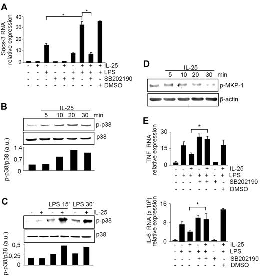 Figure 5. Induction of Socs-3 by IL-25 relies on p38 Map kinase activity. (A) CD14+ cells were preincubated with SB202190 (a p38 inhibitor) or vehicle (DMSO) and then treated with IL-25, LPS, or both as indicated in “Methods.” *P = .001. (B) CD14+ cells were cultured with or without IL-25 for the indicated time points, and both p-p38 and total p38 were then evaluated by Western blotting of total extracts. (C) CD14+ cells were cultured with or without IL-25 for 30 minutes and then either left unstimulated or stimulated with LPS for the indicated times. Lower insets in both panels B and C show the quantitative analysis of p-p38/total p38 protein ratio, as measured by densitometry scanning of Western blots. Values are expressed in arbitrary units (a.u.). (D) Representative Western blots showing p-Ser-MKP-1 and β-actin in CD14+ cells cultured in the presence or absence of IL-25 (50 ng/mL) for the indicated time points. (E) Preincubation of cells with SB202190 prevents the negative regulation of IL-25 on the cytokine response induced by LPS. Cells were cultured as indicated in “Methods,” and RNA was then extracted and analyzed for the indicated cytokines by real-time PCR. *P < .01.