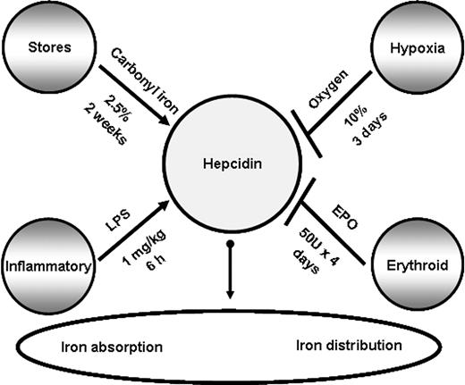 Figure 1. Factors affecting mRNA hepcidin expression in the liver. Hepcidin levels are regulated by iron levels (store regulator), immune mediators (inflammatory regulator), hypoxia (hypoxia regulator), and erythropoietic demand (erythroid regulator). Pointed arrows indicate up-regulation of hepcidin, and blunt arrows inhibition of its mRNA expression. For each regulator, the treatments used in this study to stimulate or suppress hepcidin expression are shown.