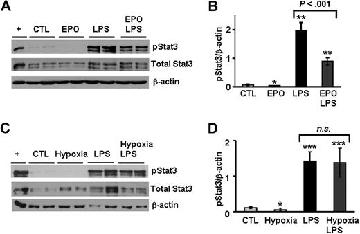 Figure 4. Stat3 phosphorylation induced by LPS is partially inhibited by EPO but not by hypoxia. (A,C) Liver nuclear extracts from mice treated with saline (CTL), EPO, hypoxia, LPS, and mice with combined treatments (EPO + LPS and hypoxia + LPS) were analyzed by Western blotting with an antibody to phosphorylated Stat3 and total Stat3. Blots were stripped and reprobed with an antibody to β-actin as loading control. A representative Western blot is shown. Lane “+” is a positive control consisting of total cell extracts from serum-starved HeLa cells prepared with interferon-α treatment. (B,D) Quantification of chemiluminescence to calculate the ratio of phosphorylated Stat3 relative to β-actin (pStat3/β-actin). This experiment was repeated twice, and the combined results are shown as means plus or minus SD with n = 7. Statistical analysis was performed by 1-way ANOVA; *P < .01, **P < .001; and ***P < .0001 for comparison with control mice. n.s. indicates not significant.