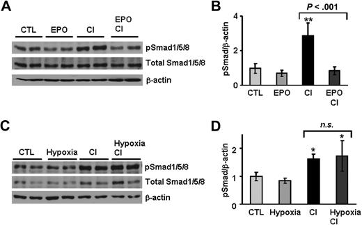 Figure 6. Smad1/5/8 phosphorylation induced by dietary iron-loading is partially inhibited by erythropoietin, but not by hypoxia. (A,C) Liver nuclear extracts from mice treated with saline (CTL), EPO, 2.5% CI, hypoxia, and mice with combined treatments (EPO + CI and Hypoxia + CI) were analyzed by Western blotting with an antibody to phosphorylated Smad1/5/8 and total Smad1/5/8. Blots were stripped and reprobed with an antibody to β-actin as loading control. A representative Western blot is shown. (B,D) Quantification of chemiluminescence to calculate the ratio of phosphorylated Smad1/5/8 relative to β-actin (pSmad/β-actin). This experiment was repeated twice, and the combined results are shown as means plus or minus SD with n = 7. Statistical analysis was performed by 1-way ANOVA; *P < .01; and **P < .001 for comparison with control mice. n.s. indicates not significant.