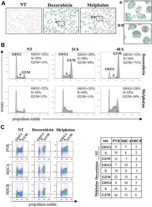 Figure 7. DNAM-1 (PVR) and NKG2D (MICA and MICB) ligands are up-regulated on doxorubicin- or melphalan-induced senescent MM cells. (A) SKO-007(J3) cells were incubated with doxorubicin (0.05 μM) or melphalan (22 μM) for 48 hours and left for an additional 24 hours in the absence of the drug. MM cells were then fixed, and incubated overnight at 37°C without CO2 with SA-β-Gal stain solution (“Senescence-associated β-galactosidase staining”). Senescent cells were identified as blue-stained cells by microscopy. Results are representative of 1 of 3 independent experiments. (B) SKO-007(J3) cells were treated for 24 and 48 hours with doxorubicin or melphalan, then fixed and stained with PI to analyze cell distribution among the different cell-cycle phases. (C) To correlate PVR, MICA, and MICB up-regulation with a specific cell-cycle phase, the untreated and treated SKO-007(J3) cells were incubated with PI and stained for these ligands. The analysis was performed by flow cytometry. The corresponding MFI values of the ligand expression obtained by subtracting the MFI of the isotype control antibody are reported in the table. Results are representative of 1 of 5 independent experiments.