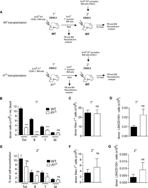 Figure 2. FLT3 ligand is dispensable for adult HSC reconstitution and expansion after BM transplantation. (A) Experimental design for HSC reconstitution and expansion experiments: 2 × 105 BM cells from 9- to 11-week-old WT and Fl−/− mice (CD45.1) were transplanted into lethally irradiated (900-975 cGy) adult WT and Fl−/− primary (1°) recipients (CD45.2), respectively. At 16 weeks after transplantation, 5 × 106 BM cells from 1° recipients were transplanted into secondary (2°) lethally irradiated WT (CD45.2) recipients along with 5 × 105 WT competitor BM cells (CD45.2). (B) Test cell–derived total (Tot), B, T, and myeloid (M) reconstitution in PB at 16 weeks after transplantation in 1° recipients, presented as total number of each cell type per milliliter blood. Data represent mean (SEM) values from 30 to 35 recipient mice of each genotype, from 5 independent experiments. (C) Mean (SEM) total number of test cell–derived myeloid (Mac-1+) cells in the BM (2 tibiae and 2 femora) of WT and Fl−/− 1° recipients at 16 weeks after transplantation (13 recipient mice per genotype from 2 independent experiments). (D) Mean (SEM) total number of test cell–derived LSKCD150+ cells in the BM (2 tibiae and 2 femora) of WT and Fl−/− 1° recipients at 16 weeks after transplantation (7-8 recipient mice per genotype). (E) Test cell–derived PB total, B-, T-, and M-cell reconstitution 12 to 15 weeks after transplantation of 2° recipients. Data are expressed as mean (SEM) percentage of test cell reconstitution (20-22 recipient mice per genotype, from 3 independent experiments). (F) Mean (SEM) total number of test cell–derived myeloid (Mac-1+) cells in the BM (2 tibiae and 2 femora) of WT and Fl−/− 2° recipients at 14 weeks after transplantation (7-8 recipient mice per genotype). (G) Mean (SEM) total number of test cell–derived LSKCD150+ cells in the BM (2 tibiae and 2 femora) of WT and Fl−/− 2° recipients at 14 weeks after transplantation (7-8 recipient mice per genotype). ns indicates not significant; **P < .01, ***P < .001.