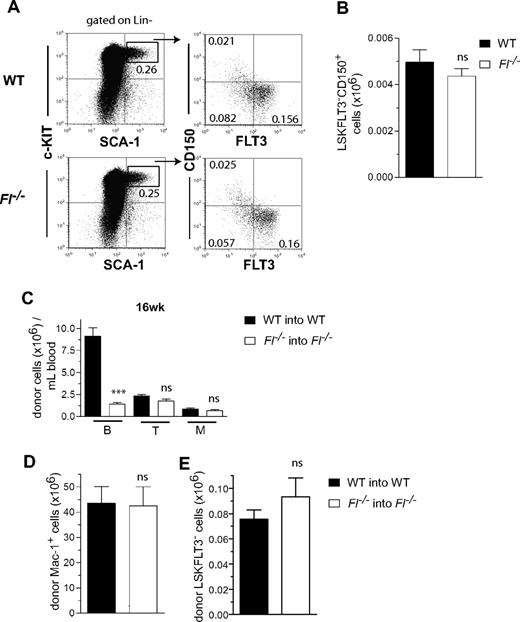 Figure 3. FLT3 ligand is dispensable for generation, reconstitution, and posttransplantation expansion of fetal liver HSCs. (A) Representative FACS plots of LSKFLT3−CD150+ cells in day 14.5 fetal liver from WT and Fl−/− mice. Cells have first been gated as Lin− as indicated. Numbers indicate frequencies of populations within indicated gates or quadrants of total fetal liver cells. (B) Mean (SEM) numbers of LSKFLT3−CD150+ cells in day 14.5 fetal liver of WT and Fl−/− mice (n = 5 per genotype). (C-E) Liver cells (2 × 105) from WT and Fl−/− day 14.5 fetuses (CD45.1) were transplanted into lethally irradiated adult WT and Fl−/− recipients (CD45.2), respectively. Fetuses from at least 2 different litters were used. (C) Mean (SEM) donor-derived total B, T, and myeloid (M) reconstitution in PB at 16 weeks after transplantation from 9 recipient mice of each genotype. (D,E) Mean (SEM) total number (per 2 tibiae and 2 femora) of donor-derived Mac-1+ myeloid cells (D) and LSKFLT3− cells (E) in the BM of recipient mice (9 per genotype in 2 experiments) 16 weeks after transplantation. ns indicates not significant; ***P < .001.