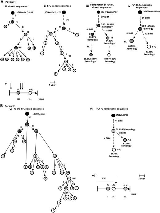 Figure 1. Patterns of evolution of FL and t-FL. (A,B) Two examples of genealogic trees generated by comparison of cloned IgH-VH PCR products and by heteroduplex (HH) analysis, from FL and t-FL samples. The putative CPC sequences were generated by comparison of the common pattern of SHMs observed in the paired FL and t-FL samples. The FL sequences are depicted as , the t-FL clones as ○, and the germline sequence as ·. The putative common progenitor cell and the hypothetical intermediate sequences, which were not detected experimentally, are depicted as . HH corresponds to the sequence identified by HH analysis. Numbers inside the circles correspond to the number of clones with the same sequence, and the numbers beside the arrows represent the additional mutations in the subsequent clone. The roman numbers I, II, III, and so on, on the trees, refer to the intermediate clones. (A) Genealogic trees of patient 1, a case compatible with the existence of a CPC. Genealogic trees generated after comparison of sequences obtained after screening of the FL and t-FL cloned PCR products (i-iii) and after comparison of the homoduplex sequences (iv); (v) graphic timeline representation of the FL/t-FL biopsies investigated and of clinical evolution of disease: vertical arrow represents the line of therapy (either chemotherapy or radiotherapy); left-hand vertical bar, the time of diagnosis; the right-hand vertical bar, time of death; R1, the first relapse; Tr1, the first transformation. (B) Genealogic trees of patient 2, a case compatible with a direct evolution. In this case an additional FL sample (FL2) was investigated. Genealogic tree generated after comparison of the cloned sequences (vi) and of the 2 major clones identified by HH analysis (vii); graphic timeline representation of the sequential biopsies investigated and the clinical evolution of disease: each vertical arrow represents a line of therapy; the bar at the end of the horizontal line, time the death; ww, watch and wait; P, progression; Tr1, first transformation; and R1, first relapse. (C) Models for development and evolution of the CPC cell. The CPC, FL, and t-FL clones are depicted as previously described. Letters a, b, and c represent the 3 patterns of evolution. Pre-B cells acquire the t(14;18) translocation in the bone marrow and then migrate to the GC of the lymph node as a naive B cell. There, because of the interaction with cells of the microenvironment, they undergo the SHM process to give rise to mature B cells. The first hypothesis (i) is that CPC survives the different lines of therapy and coexist with FL and t-FL clones in the GC. The second hypothesis (ii) suggests that the CPC is present only in the GC of the prelymphoma (normal follicle) lymph node and not in the GC of FL or t-FL. The third hypothesis (iii) is that the CPC migrates to the BM (before or after FL) and is maintained in the BM niche before migrating to a secondary lymphoid organ where it evolves into FL or t-FL. The second (ii) and third (iii) evolution pathways both relate to the existence of “premalignant” niches (the first one in the GC and the second one in the BM) where CPC can independently give rise to FL or t-FL.
