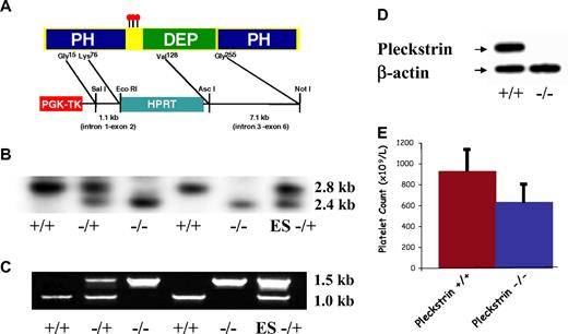 Figure 1. Pleckstrin targeting. (A) Recombination into the pleckstrin gene results in the deletion of the nucleotides corresponding to amino acids 76 through 128 encoded within exon 3. This removes the distal portion of a β sheet, and the critical α helix from the first PH domain. (B) Southern blotting of mouse genomic DNA. Southern blotting shows a 2.8-kb wild-type band, and a 2.4-kb targeted band. (C) PCR of genomic DNA with a sense primer homologous to a region 5′ of the targeted region and antisense primers homologous to either HPRT or exon 3 of the pleckstrin gene. (D) Antipleckstrin immunoblot of platelet lysates showing complete loss of pleckstrin protein in mice homozygous for the recombinant gene. (E) The mean and SD of platelet counts derived from 8 pleckstrin-null mice and 8 wild-type littermates are shown.