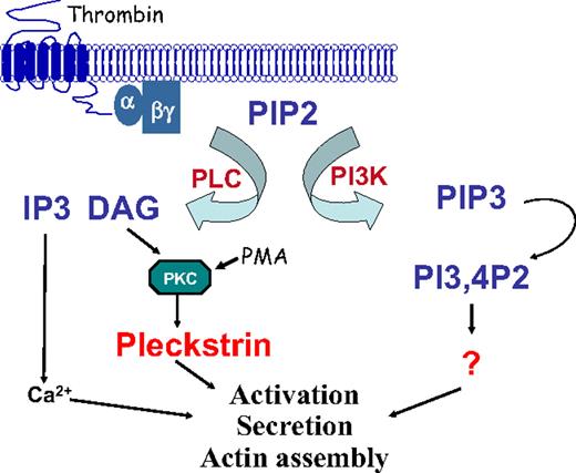 Figure 7. Model of signaling by pleckstrin leading to platelet activation. Stimulation of an agonist receptor leads to the activation of PI3K and PLC. These 2 enzymes participate in alternative signaling pathways, leading to platelet aggregation. Activation of PLC leads to the production of DAG, PKC activation, and pleckstrin phosphorylation. Once phosphorylated, pleckstrin binds to the cell membrane and contributes to integrin activation, actin assembly, and exocytosis. An alternative pathway to platelet activation involving PI3K is pleckstrin-independent.