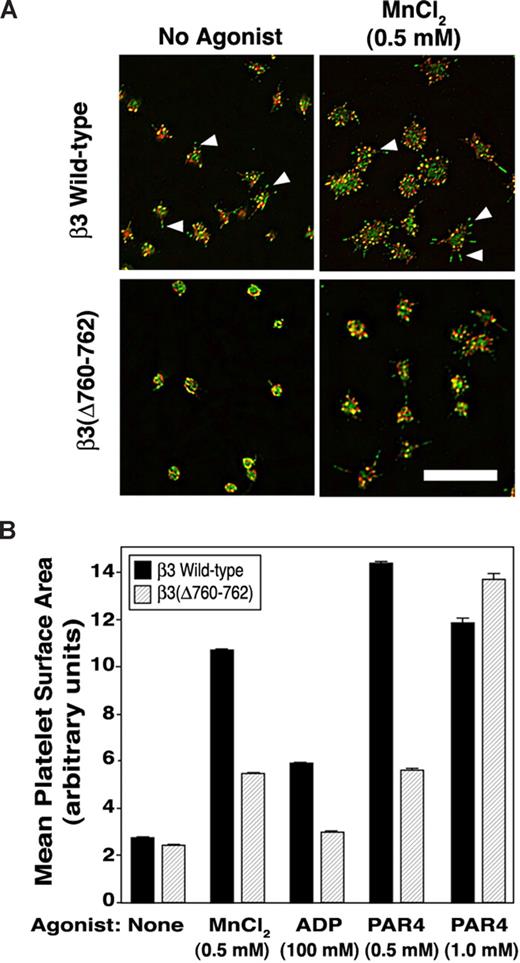 Figure 3. Platelet spreading on immobilized fibrinogen. (A) Platelets were incubated for 45 minutes on fibrinogen-coated coverslips in the absence or presence of 0.5 mM MnCl2. Platelets were fixed and stained with rhodamine-phalloidin (red) to label F-actin or with an antibody to phosphotyrosine (green). Wild-type platelets showed filopodia (arrowheads) and minimal lamellipodial extension, both of which were accentuated by extrinsic activation of αIIbβ3 with MnCl2. Scale bar = 10 μm. (B) Platelets were plated on fibrinogen as in panel A, in the absence or presence of MnCl2, ADP, or PAR4 peptide. After fixation and staining, platelet spreading (mean surface area) was quantified by image analysis (see “Methods” for details). *P < .01. Data represent means plus or minus SEM of 349 to 859 platelets analyzed on 6 to 10 separate coverslips for each experimental condition.