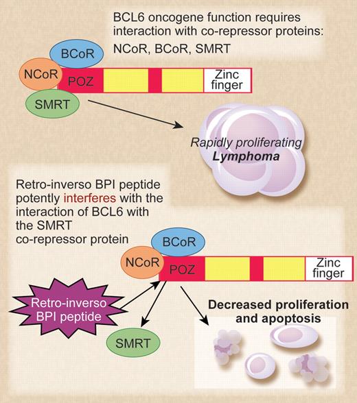 The top panel shows BCL6 and its corepressors acting as oncogenes in diffuse large B-cell lymphoma (DLBCL). The bottom panel shows mechanism of action of the retro-inverso BCL6 inhibitory peptide (BPI) in inhibiting lymphoma cell growth. Professional illustration by Debra T. Dartez.
