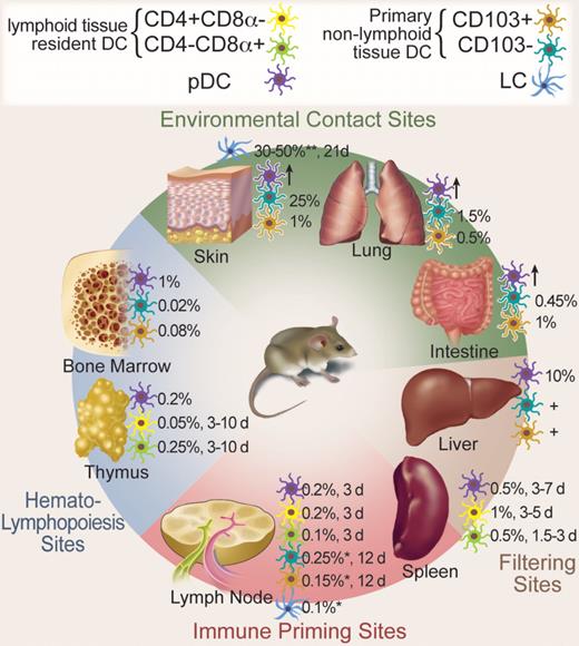 Figure 1. Mouse DC populations, location, and turnover in steady state. DCs are distributed throughout the body. The major DC subpopulations at hematopoietic sites, environmental contact sites, filtering sites, and immune priming sites are depicted. Frequencies are given as percentage of total nucleated hematopoietic cells. Time to approximately 50% renewal in steady state is given in days (d). *Skin-draining LN; **epidermis; +present, but exact numbers not known; ↑, present in inflammation. Professional illustration by Debra T. Dartez.