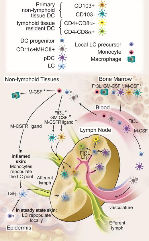 Figure 2. DC migration and homeostasis. HSCs produce DC progenitors, pDCs, and DCs in the BM. Flt3 ligand is a nonredundant cytokine for BM DC differentiation, although the exact role of GM-CSF and M-CSFR ligands remains to be determined. BM-derived circulating blood cells maintain, with the exception of epidermal LCs, all known steady-state DC homeostasis in lymphoid and nonlymphoid tissues. We hypothesize that progenitor cells with limited proliferation potential on Flt3 ligand and LTβ stimulation enter the LNs through high endothelial venules to maintain the majority of LN DCs in steady state. It is also possible that nonproliferating blood DCs follow the same route. In addition, nonlymphoid tissue DCs continuously enter the LNs through afferent lymphatics, but these represent only a minority of steady-state LN DCs. The specific contribution of proliferating DC progenitors, blood DCs, and monocytes to nonlymphoid tissue DCs in the steady state and the relative involvement of cytokines as Flt3 ligand, GM-CSF, and M-CSFR ligands remain to be to be addressed. In contrast to most DCs, LCs repopulate locally in the steady state either through self-renewal or through a local hematopoietic precursor that takes residence in the skin. In inflamed skin, monocytes repopulate the LC pool via a TGF-β and monocyte colony-stimulating factor receptor–dependent pathway. In the steady state, pDCs are recruited to the LN and other lymphoid organs directly from the blood and, with the exception of the liver, enter most nonlymphoid tissues only on inflammation. Whether lymphoid organ pDCs also derive from DC precursors that enter the organs remains to be determined. *Likely, but not formally proven. Professional illustration by Debra T. Dartez.