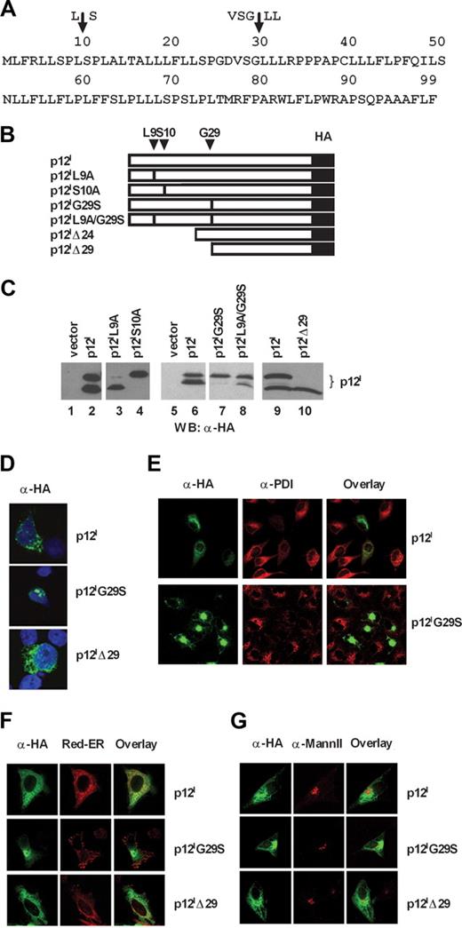 Figure 1. Mutations of amino acids at positions 10 and 29 affect p12I cleavage and cellular localizations. (A) Single-letter amino acid code of p12I from HTLV-1. The arrows indicate the computer-predicted cleavage sites. (B) Schematic representation of the p12I mutants. Changes in amino acid positions are indicated on the top. L9 and S10 were changed to alanines. Glycine 29 was changed to serine. The Δ symbol signifies deletion of amino acids at the amino terminus for the truncated mutants Δ24 and Δ29. (C) Cell lysates from the 293T cells transfected with the wild-type p12I or the p12I mutants were analyzed by Western blot with anti-HA antibody. (D) Localization of p12I, p12IG29S, and p12IΔ29 in Jurkat T cells stained with anti-HA antibody. (E) HeLa cells expressing p12I and p12IG29S were costained with an anti-PDI antibody. (F,G) Localization of p12I, p12IG29S, and p12IΔ29 in HeLa cells compared with ER and Golgi markers. Red-ER is used as the ER marker, whereas an antibody to mannosidase II (Mann II) is used to label the Golgi apparatus.