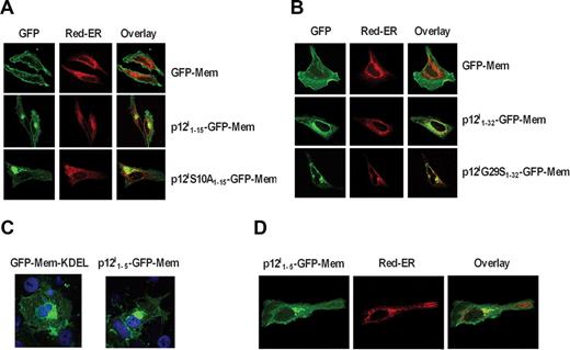 Figure 3. p12I contains a noncanonical ER retention/retrieval signal at its amino terminus. (A) Localization of the GFP-Mem, p12I1-15-GFP-Mem, and p12IS10A1-15-GFP-Mem and Red-ER in HeLa cells. (B) Localization of the GFP-Mem, p12I1-32-GFP-Mem, and p12IG29S1-32-GFP-Mem compared with Red-ER in HeLa cells. (C) Localization of GFP-Mem-KDEL and p12I1-5-GFP-Mem in COS-7 cells. (D) Localization of the p12I1-5-GFP-Mem compared with Red-ER in HeLa cells.