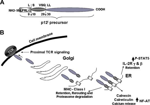 Figure 5. p12I function in different cellular compartments. (A) Summary of the 2-step proteolytic cleavage of p12I. (B) Interaction of p12I in the ER with the IL-2R chains, MHC class I, calnexin, and calreticulin and trafficking of the completely cleaved p12I to the Golgi and plasma membrane.