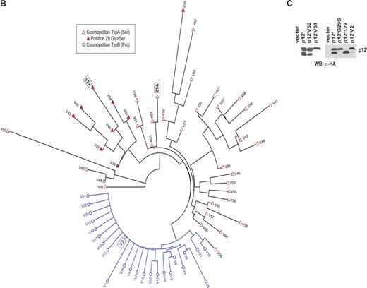 Figure 2. (B) Unrooted neighbor-joining tree for 65 variants. Cosmopolitan type B variants are represented by open circle and highlighted in blue, and cosmopolitan type A variants are represented by red triangles. The closed red triangles indicate samples with a frequent glycine to serine mutation at position 29. (C) Lysates from 293T cells transfected with plasmids encoding the p12IV51, p12IV52, and p12IV2 variants were analyzed by Western blot with the anti-HA antibody.