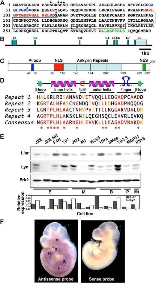 Figure 1. The Liar sequence. (A) The full-length amino acid sequence of Liar, illustrating the P-loop (blue letters), NLS (red letters), NES (green letters), potential serine phosphorylation sites (triangle), and the ankyrin repeats (boxed). (B) The genomic organization of Liar showing the relative size/location of the introns and exons (E1-8). (C) Representation of Liar domain organization (P-loop, dark blue; NLS, red; ankyrin repeats, light blue; NES, green); amino acids at the domain boundaries are numbered. (D) Alignment of the 4 Liar ankyrin repeats with the ankyrin consensus, illustrating the degree of identity (red) and homology (yellow). *Residues highly conserved among all ankyrin repeats. (E) Western blot analysis of Liar and Lyn protein expression in hemopoietic cell lines, quantitated relative to Erk2 levels (E, erythroid; M monocyte; Mt, mast cell; B, B cell; T, T cell). (E) In situ hybridization showing expression of Liar mRNA during embryonic development. Mouse embryos at day E10 were probed with sense and antisense probes. Intense Liar expression was detected in the fore (F) and hind (H) limb buds, the maxillary process (M), the branchial arches (B), and the gastrointestinal tract (GI).