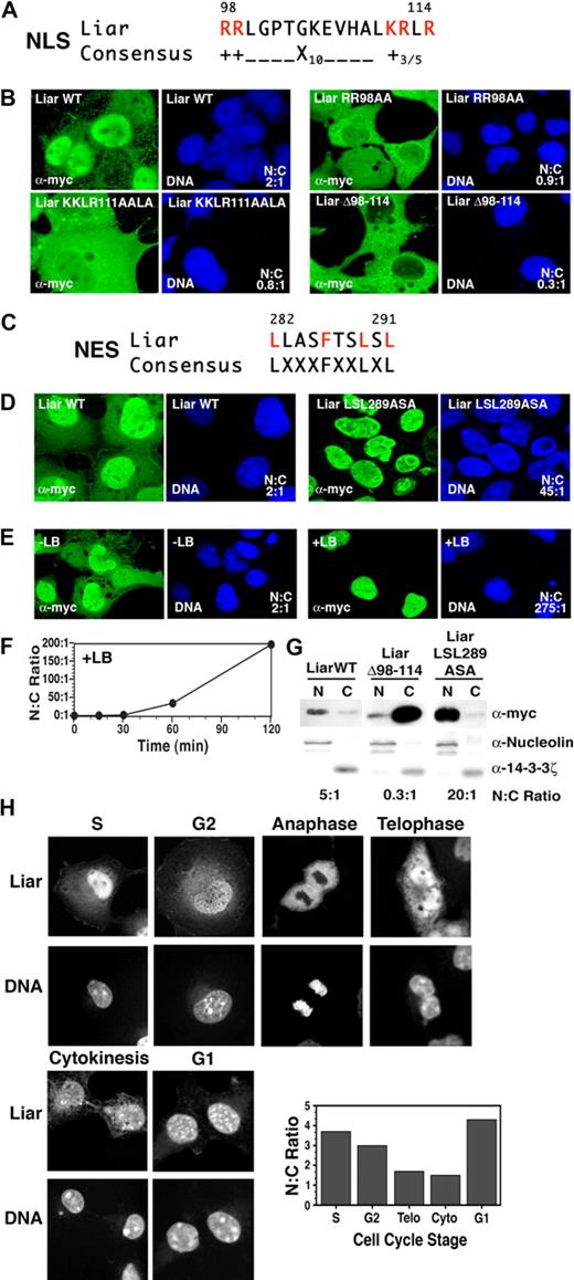 Figure 2. Nuclear import and export of Liar. (A) Alignment of the NLS of Liar with the consensus NLS, critical arginine (R) and lysine (K) residues are highlighted in red. (B) Localization analysis of Liar NLS mutants. Wild-type Liar (Liar WT), NLS point mutants (Liar RR98AA, Liar KKLR111AALA), and the NLS-deleted Liar (LiarΔ98-114) were expressed as myc-tagged fusion proteins in COS-7 cells, and their subcellular localization was analyzed by confocal microscopy/immunofluorescence staining using anti-myc antibodies. The nucleus was identified by DNA counterstaining with Hoechst 33 258. (C) Alignment of the NES of Liar with the consensus NES; critical leucine (L) and phenylalanine (F) residues are highlighted in red. (D) Localization analysis of Liar the NES mutant. Wild-type Liar (Liar WT) and the NES point mutant (Liar LSL289ASA) were expressed and analyzed as described in panel B top. (E) Wild-type Liar-expressing cells were analyzed after treatment with Leptomycin B (+LB) for 2 hours (0.4 ng/mL). (F) Quantitation of nuclear Liar after treatment with Leptomycin B. (G) Subcellular fractionation analysis of Liar. Nuclear (N) and cytoplasmic (C) fractions of COS-7 cells expressing myc-tagged wild-type Liar (Liar WT), the NLS mutant (LiarΔ98-114), and the NES mutant (LiarLSL289ASA) of Liar were analyzed by Western blot analysis using anti-myc antibodies. Nuclear/cytoplasmic fractionation was confirmed by blotting for nucleolin (nuclear) and 14-4-4ζ (cytoplasm). (H) Nuclear and cytoplasmic distribution of Liar during the cell cycle. COS-7 cells expressing wild-type myc-tagged Liar were synchronized by thymidine block, then analyzed and quantitated as in panel B after release. Cell-cycle stages were determined by flow cytometry (propidium iodine staining) and morphology.