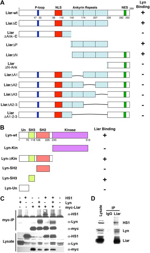 Figure 4. Liar, Lyn, and HS1 interaction analysis. (A) Three of the 4 ankyrin repeats of Liar bind Lyn. Full-length Liar and deletion mutants, were tested for interaction with Lyn in a yeast 2-hybrid assay. (B) The SH3 domain of Lyn binds Liar. Full-length Lyn and its domains (Un-unique, SH3, SH2, and kinase) were tested for interaction with Liar in a yeast 2-hybrid assay. (C) Liar, Lyn, and HS1 coimmunoprecipitated. COS-7 cells transfected with Lyn, HS1, and myc-tagged Liar were analyzed by Western blot analysis after immunoprecipitation (IP) of Liar. Blots were probed with anti-Lyn, and-HS1 and anti-myc antibodies. (D) Liar, Lyn, and HS1 form a complex in erythroid cells. Liar was immunoprecipitated (IP) from J2E cells, compared with nonspecific IgG immunoprecipitates. Blots were probed with anti-Lyn, anti-Liar, and anti-HS1 antibodies.