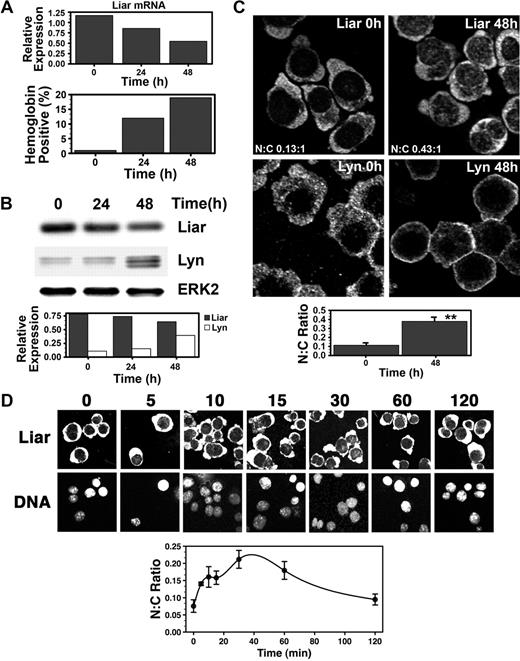 Figure 5. Dynamics of Liar expression and localization during Epo-induced erythroid differentiation. (A) Liar mRNA expression during erythroid differentiation. J2E cells were stimulated with Epo and analyzed for Liar mRNA levels by quantitative reverse transcription–polymerase chain reaction (RT-PCR) at 0, 24, and 48 hours after stimulation. (B) Liar and Lyn protein expression during erythroid differentiation. Cells prepared as for panel A were analyzed by Western blot analysis with anti-Liar, anti-Lyn, and anti-Erk2 antibodies. Liar and Lyn levels expressed relative to Erk2. (C) Liar translocates to the nucleus during erythroid differentiation. J2E cells stimulated with Epo were analyzed by confocal microscopy and immunofluorescence staining using anti-Liar and anti-Lyn antibodies. (D) Liar translocates to the nucleus shortly after Epo stimulation. J2E cells stimulated with Epo were analyzed by confocal microscopy and immunofluorescence staining using anti-Liar antibodies. The nucleus was identified by DNA counterstaining with Hoechst 33 258.