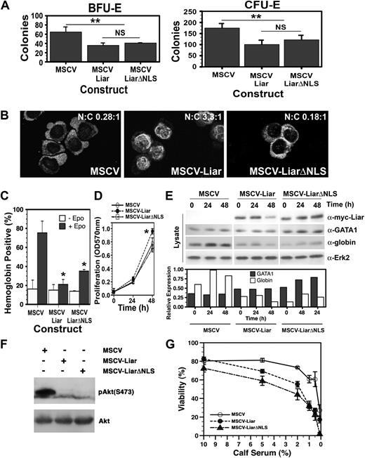 Figure 6. Overexpression of Liar inhibits erythroid differentiation. (A) Myc-tagged Liar (MSCV-Liar) and LiarΔNLS (MSCV-LiarΔNLS) overexpression inhibit BFU-E and CFU-E formation. Methylcellulose was used for erythroid colony–forming assays using fetal liver cells infected with retroviruses expressing Liar (MSCV-Liar), LiarΔNLS (MSCV-LiarΔNLS), or vector only (MSCV). The number of Epo-responsive benzidine-positive colonies (CFU-E and BFU-E) is shown. The mean ± standard deviation (SD) is presented (n = 3). **Statistically significant (2-way ANOVA) values (P ≤ .01). (B) J2E cells were infected with retroviruses expressing myc-tagged Liar (MSCV-Liar), LiarΔNLS (MSCV-LiarΔNLS), or vector only (MSCV) and analyzed for Liar subcellular localization by confocal microscopy and immunofluorescence staining using anti-myc antibodies. (C) Effects of Liar/LiarΔNLS expression on Epo-induced hemoglobin production detected by benzidine staining. (D) Effects of Liar/LiarΔNLS expression on J2E proliferation measured by a MTT-based assay after Epo stimulation. The mean (± SD) is presented (n = 3). *Statistically significant (2-way ANOVA) values (P ≤ .05). (E) Liar/LiarΔNLS expression reduce globin protein levels. Expression of exogenous Liar/LiarΔNLS (anti-myc), GATA-1, globin, and Erk2 were analyzed by Western blot analysis. GATA-1 and globin levels are expressed relative to Erk2 expression. (F) Western blot analysis of J2E cells overexpressing Liar (MSCV-Liar), LiarΔNLS (MSCV-LiarΔNLS), and control cells (MSCV) for phospo-Akt levels relative to total Akt. (G) Effect on viability of reducing the serum levels in media for the cell lines as in panel F.