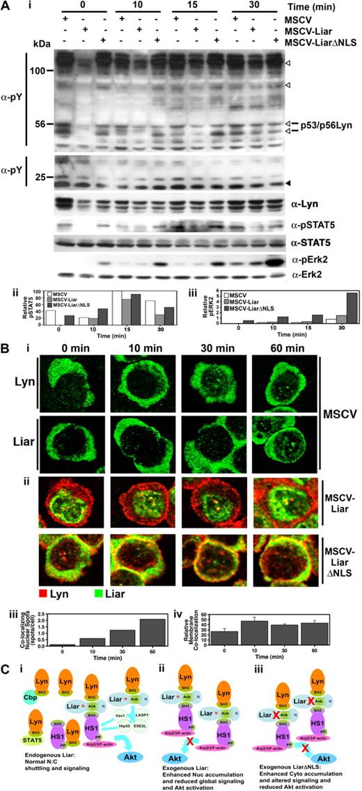 Figure 7. Liar regulates Epo-induced signaling. (A) Altered intracellular signaling caused by overexpression of Liar and LiarΔNLS. Lysates of J2E cells expressing Liar (MSCV-Liar) or LiarΔNLS (MSCV-LiarΔNLS) were analyzed after Epo stimulation by Western blot analysis (i) with anti-phosphotyroine, anti–phospho-STAT5, anti-STAT5, anti-Lyn, anti–phospho-Erk2, and anti-Erk2 (loading control) antibodies. Phosphotyrosine proteins reduced in Liar overexpressing cells are indicated by open arrowheads, compared with an unchanged protein indicated by a closed arrowhead. Quantitation of phospho-STAT5 (ii) and phospho-Erk2 (iii) levels relative to total STAT5, Erk2. (B) Overexpression of Liar or LiarΔNLS alters Epo-induced Lyn subcellular localization. J2E cells described in panel A were analyzed by confocal microscopy and immunofluorescence staining using anti-myc antibodies over 60 minutes of Epo-stimulation (i). A representative cell from each time point is illustrated, depicting the nuclear localization of Lyn and Liar in control (MSCV) cells, nuclear colocalizing spots in MSCV-Liar cells, and membrane colocalization in MSCV-LiarΔNLS cells. Changes in Epo-induced Liar/Lyn colocalization in nuclear spots in the Liar-expressing cells were enumerated (ii), as was the relative membrane colocalization of Lyn and LiarΔNLS (iii). (C) Model of potential Liar interactions and its effects upon shuttling/signaling. (i) Endogenous Liar dynamically interacts with Lyn and HS1 and potentially other molecules (Vav1, Hip55, LASP1, ESE2L), allowing normal nuclear:cytoplasmic shuttling and signaling to HS1 pathways (eg, Arp2/3/F-actin) and facilitating Akt activation. (ii) Overexpression of wild-type Liar enhances the nuclear accumulation of Liar/Liar complexes and reduces global Epo-induced signaling events and inhibiting Akt activation. (iii) Overexpression of NLS-mutated Liar (LiarΔNLS) enhances the cytoplasmic accumulation of Liar/Liar complexes altering Epo-induced erythroid signaling including inhibiting Akt activation. The NLS (red N), NES (blue N), and ankyrin repeats (Ank) are depicted.