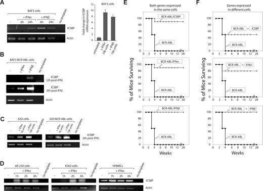 Figure 1. Type I IFNs induce ICSBP expression and rescue mice from a BCR-ABL–induced leukemia. RT-PCR and Q-RT-PCR showing the expression of ICSBP before and at different time points after IFN alpha or IFN beta treatment (104 U/mL unless otherwise specified) in (A) parental BaF3 cells (n = 3 ± standard deviation); (B) BaF3 cells transformed with BCR-ABL; (C) parental and BCR-ABL transformed 32D cells; and (D) healthy human peripheral blood mononuclear cells (hPBMCs) and human CML cell lines AR230 and K562. Similar results were obtained from hPBMCs from 3 different healthy donors. (E) Cell-autonomous protection against leukemia conferred by ICSBP and type I IFNs. Survival curves of 6- to 9-week-old Balb/c mice injected with 106 BaF3 cells expressing the indicated cDNAs. At least 2 experiments per condition were performed, each containing 5 to 10 mice for each cell type. (F) Non–cell-autonomous protection against leukemia conferred by ICSBP and type I IFNs. Survival curves for 6- to 9-week-old Balb/c mice injected with 0.5 × 106 BaF3 cells separately expressing indicated cDNAs. At least 2 experiments per condition were performed, each containing 5 to 10 mice for each cell type.