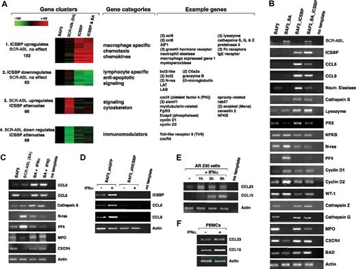 Figure 2. ICSBP and the type I IFNs regulate expression of the CCL6 and CCL9 chemokines. (A) Cluster analysis of the genes that changed at least 3-fold in expression among pairwise comparisons of the 4 indicated cell types: parental BaF3 cells, or BaF3 cells expressing BCR-ABL (BaF3 BA), ICSBP, or ICSBP and Bcr-Abl (ICSBP BA). Expression was normalized to that in parental BaF3 cells. Four clusters containing genes that reflect ICSBP-regulated expression are illustrated. The colors signify the magnitude and direction of the changes in gene expression. To the right of the clusters are the gene functional categories enriched in each and examples of genes present in each category. The numbers in parentheses indicate the number of times each gene appeared in a cluster. (B) RT-PCR validation of gene expression for several of the genes detected by gene expression profiling within the indicated cell types. (C) Confirmation by RT-PCR that genes regulated by ICSBP are also regulated by treatment with 104 U/mL IFN alpha or beta for 6 hours in the indicated cell types. In some cases the IFNs restore expression of a gene that is otherwise down-regulated by BCR-ABL. (D) Requirement of ICSBP for IFN alpha to induce CCL6 and CCL9 expression. RT-PCR was used to detect expression of indicated genes in BaF3 parental cells expressing a control shRNA or an shRNA that decreases the expression of ICSBP. Cells were analyzed before and after treatment with IFN alpha (104 U/mL for 6 hours). (E) RT-PCR showing CCL23 and CCL15 expression in the human AR230 CML cell line upon treatment with 104 U/mL IFN alpha. (F) RT-PCR showing CCL23 and CCL15 expression in normal human PBMCs upon treatment with 104 U/mL IFN alpha for 1 hour.