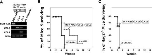 Figure 3. CCL6 and CCL9 are not sufficient to induce full protection against a BCR-ABL–induced leukemia. (A) RT-PCR showing BCR-ABL, CCL9, and CCL6 expression in the BaF3 cells injected into mice. (B) CCL6 and CCL9 cannot substitute for ICSBP in conferring immune protection from leukemia. Survival curves for 6- to 9-week-old Balb/c mice injected with 0.3 × 106 BaF3 cells expressing BCR-ABL alone (×), or together with 0.15 × 106 BaF3 cells expressing CCL6 and 0.15 × 106 BaF3 cells expressing CCL9 (△). Experiment was repeated 3 times, with n = 15 for each condition. Unpaired t test shows significance at P < .003 for differences in survival curves. (C) CCL6 and CCL9 promote survival only in immunocompetent mice. Survival curves obtained for 9- to 12-week-old Rag 2−/− mice injected with 3 × 105 BaF3 cells expressing BCR-ABL alone (×) or together with 3 × 105 BaF3 cells expressing CCL6 and 3 × 105 BaF3 cells expressing CCL9 (△). N = 10 for each condition.