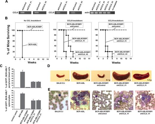 Figure 4. CCL6 and CCL9 are necessary for ICSBP-dependent protection against BCR-ABL–induced leukemia. (A) RT-PCR showing down-regulation by indicated lentiviral shRNAs of CCL6 and CCL9 expression in BaF3 cells that overexpress ICSBP and BCR-ABL. Two effective shRNAs were used for each chemokine; the control shRNA targeted luciferase. (B) Reduced expression of CCL6 or CCL9 prevents the antileukemic survival response normally mediated by ICSBP. Survival curves obtained after tail vein injection of 6- to 9-week-old Balb/c mice with: (left panel) 106 BaF3 cells expressing BCR-ABL alone (×) or together with ICSBP (△) (experiment was repeated 4 times and n = 20 to 30 mice per cell line); (middle panel) 106 BaF3 cells expressing ICSBP and BCR-ABL and a control shRNA (shControl, ◇) or either of the 2 shRNAs targeting CCL6 (♦) (experiments were repeated twice with n = 20 mice per condition); (right panel) 106 BaF3 cells expressing ICSBP and BCR-ABL and a control shRNA (shControl, △) or either of the 2 shRNAs targeting CCL9 (♦) (experiments were repeated twice with n = 20 mice per condition). (C) In panel B, transformed cells were marked with GFP. Percentages of GFP+ blast cells in peripheral blood or spleen suspensions from mice injected with the indicated cell types are shown. Experiment was repeated 2 to 3 times with n = 3 mice per condition. (D) Representative images and weights of spleens harvested from a Balb/c control mouse, and from mice injected with BaF3 cells expressing the indicated genes. (E) Representative images of smears of peripheral blood cells from a Balb/c control mouse, and from mice injected with BaF3 cells expressing the indicated genes.
