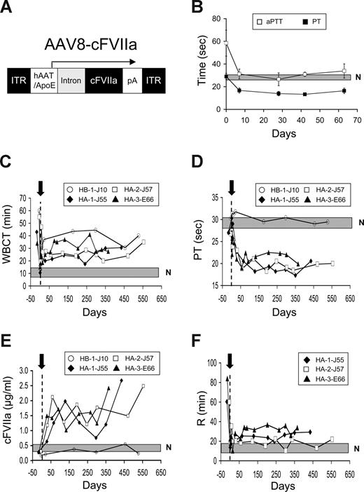 Figure 2. In vivo efficacy of AAV-mediated gene transfer of cFVIIa in hemophilia A and B dogs. (A) AAV8 vector used for infusion in hemophilia mice and dogs. Inverted terminal repeats (ITRs) flank the expression cassette composed of an hAAT/apoE promoter/enhancer, a synthetic intron, the cFVIIa cDNA (with 5′ UTR and absence of the HPC4 tag) and a polyadenylation signal (pA) from bovine growth hormone. (B) PT and aPTT in HA mice (n = 6) after tail vein administration of AAV8-cFVIIa. A shaded box represents the range of values for aPTT in normal (N) mice, determined from at least 4 mice. (C) WBCT after portal vein AAV8-cFVIIa vector administration () in HA and HB dogs. A shaded box represents the range of values for normal dogs. A vertical dotted line represents day 0. Prophylactic plasma treatment was administered on days 2 to 4 (HA-1-J55, HA-2-J57), 2 to 5 (HA-3-E66), and 1 to 5 as well as for 2 days after nonspontaneous bleeding episodes in the HB dog (occurring on days 11, 159, and 228 after AAV administration). (D) PT after portal vein AAV8-cFVIIa vector administration () in HA and HB dogs. A shaded box represents the range of values for normal dogs. A vertical dotted line represents day 0. (E) cFVIIa expression after portal vein AAV8-cFVIIa vector administration () in HA and HB dogs. A shaded box represents the range of values for normal, HA, and HB dogs. (F) Reaction time (time to initial fibrin formation) in thromboelastography analysis of whole blood in the treated HA dogs after AAV8-cFVIIa vector infusion (). A shaded box represents the range of values for normal dogs.