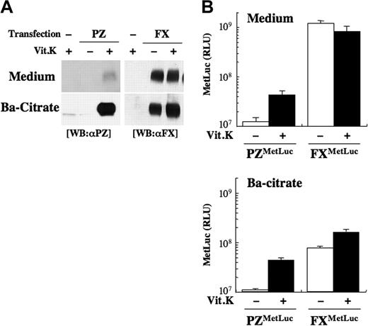 Figure 2. Secretion of PZ and FX from HEK 293 cells. (A) An expression vector for PZ (left) or FX (right) without the MetLuc region was transfected to HEK 293 cells, and the cells were incubated with (+) or without (−) Vit.K for 24 hours. γ-Carboxylated PZ or FX in 1 mL medium was collected into a 50-μL solution by barium citrate adsorption, 10-μL aliquots of the medium (Medium, top panel) or the barium citrate adsorbate PZ/FX (Ba-citrate, bottom panel) were subjected to SDS-PAGE followed by Western blot analysis using an anti-PZ (left) or anti-FX (right) antibody. (B) HEK 293 cells transfected with 15 μg pcDNA-PZMetLuc or -FXMetLuc and 2 μg pGL3-control were incubated with (+, ■) or without (−, □) Vit.K for 24 hours, and luciferase activity was measured in the medium and in the barium citrate–adsorbed fraction. Values were normalized to the firefly luciferase activity in cell lysates for transfection efficiecy. The data shown are the mean (± SD) for 3 independent experiments.