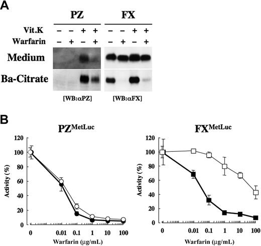 Figure 4. Effect of warfarin on the secretion of PZ and FX in HEK 293 cells. (A) HEK 293 cells transiently transfected with a PZ or FX cDNA were treated with or without 10 μg/mL warfarin and/or 5 μg/mL Vit.K for 24 hours. γ-Carboxylated PZ or FX in 0.2 mL medium was collected by barium citrate adsorption in a 30-μL solution. Medium or barium citrate adsorbate (10 μL) was subjected to SDS-PAGE/Western blot analysis. (B) HEK 293 cells transfected with PZMetLuc (left, circles) or FXMetLuc (right, squares) were divided into 6 wells on a 48-well plate at 48 hours after transfection and treated with 0, 0.01, 0.1, 1, 10, or 100 μg/mL warfarin in the presence of 5 μg/mL Vit.K for 24 hours. Luciferase activity in the medium (open symbols) and barium citrate-adsorbate (closed symbols) were calculated relative to the activity of the samples without warfarin treatment (arbitrarily set at 100%).