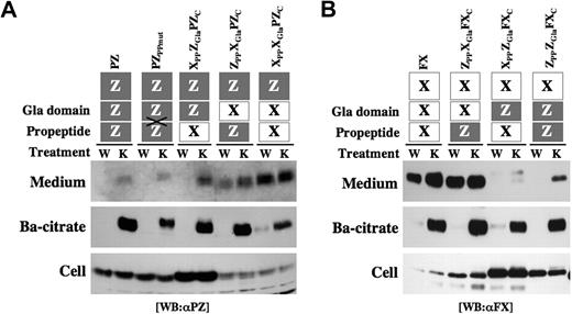 Figure 5. Secretion of PP/Gla domain-chimeric PZ and FX. Construction of the chimeric proteins is illustrated on the top: domains in PZ and FX are shown as gray and white boxes, respectively. In PZPPmut, PZ was mutated at the cleavage site of its PP. Twenty micrograms expression vector for each construct were transfected to HEK 293 cells, and the cells were incubated with warfarin (W) or Vit.K (K). Barium citrate adsorption was carried out from 0.5 mL medium, and the precipitate was dissolved in a 50-μL 0.1 M EDTA solution. The medium, barium citrate adsorbate, and cell lysates were analyzed by Western blot analysis using an anti-PZ (A) or anti-FX (B) antibody.