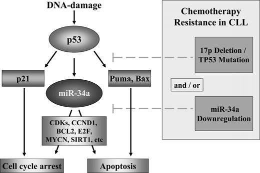 Figure 6. Model of the p53/miR-34a network and its potential impairment in CLL. DNA damage activates p53 through the activation of ATM. p53 induces cell-cycle arrest through p21 and apoptosis through different targets including Puma. miR-34a is a direct transcriptional target of p53 and in case of a functional pathway, miR-34a will be up-regulated. miR-34a induces cell death through apoptosis and cell-cycle arrest through silencing of its potential targets as cyclin-dependent kinases 4 and 6, CCND1, MYCN, BCL2, and Sirtuin1.22,26–33,44,47 In CLL, different modes of interference in this model occur including mutation/deletion of TP53 and down-regulation of miR-34a.