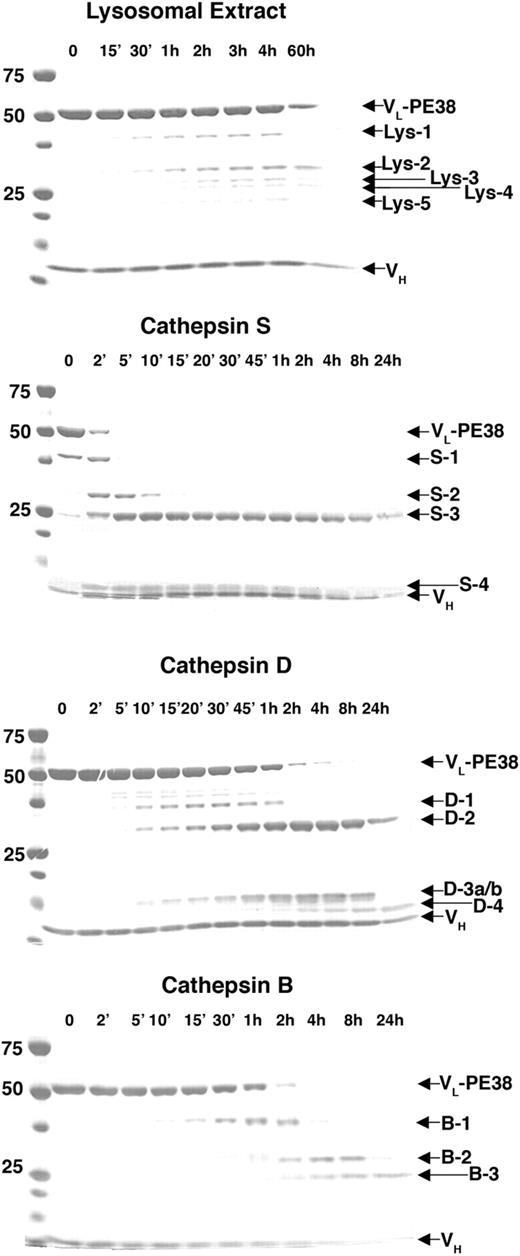 Figure 2. Cleavage of immunotoxins by lysosomal proteases. The immunotoxin B3(dsFv)-PE38 was incubated with lysosomal extract from Raji cells or with one of the purified lysosomal proteases cathepsin B, cathepsin D, or cathepsin S. Samples of the reaction were removed immediately after the addition of enzyme (0) and at various time intervals up to 60 hours after the start of the incubation, then analyzed by reducing SDS-PAGE. Arrows indicate the VH and VL-PE38 polypeptides that compose the mature immunotoxin and the lysosomal protease cleavage fragments sequenced by Edman degradation.