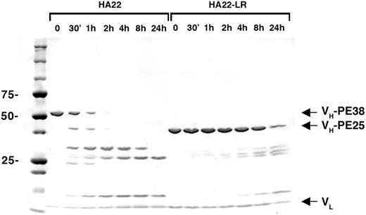 Figure 4. HA22-LR is resistant to digestion with lysosomal extracts. HA22 and HA22-LR were incubated with lysosomal extracts of Raji cells under identical conditions. After the addition of lysosomal extract, samples were removed immediately (0), after 30 minutes, and after 1, 2, 4, 8, and 24 hours, then analyzed by reducing SDS-PAGE. Arrows indicate the VL, VH-PE38 (HA22), and VH-PE25 (HA22-LR) bands that comprise the mature immunotoxins.