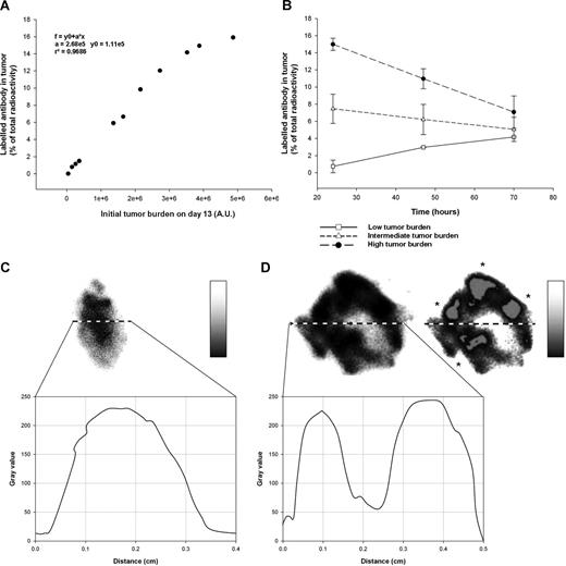 Figure 6. Distribution of mu-IgG1k anti-huCD20 (C2B8, ibritumomab-tiuxetan). (A) A group of 30 mice received 130 μCi radiolabeled ibritumomab and biodistribution was assessed by immunoscintigraphy. Amount of radioactivity was correlated with tumor burden (r2 = 0.97). (B) Radioactivity decreased with time for mice with high (> 3 × 106 AU) (●) and intermediate (from 0.15 × 106 to 3 × 106 AU) (△) tumor burden, whereas it increased for mice with low (< 0.15 × 106 AU) ( □ ) tumor burden. (C,D) To evaluate antibody tissue distribution, a group of mice (n = 20) received 400 μCi radiolabeled ibritumomab and were killed on day 1. Involved nodes identified and quantified by BLI were then collected, and radioactivity was evaluated on 3-μm cuts. The gray level code indicates range of radioactivity in lymph nodes from low (white) to high (black). The radioactive intensity was measured on a diameter and reported below. The smallest nodes showed a homogeneous antibody distribution, whereas no radioactivity was found in the middle of the biggest nodes. Blood vessels (*) and radioactivity were colocalized at the peripheral of the nodes. Results shown are representative of independent experiments.
